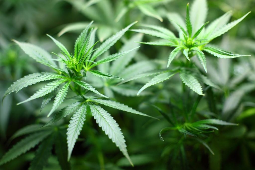 Co ma znaczenie przy wybieraniu poszczególnych nasion marihuany?