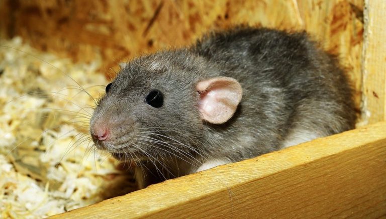 W twoim domu zalęgły się myszy a nawet szczury?