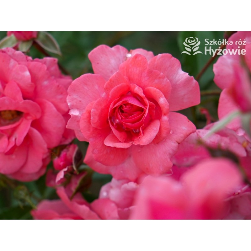 Szkółka róż – różnorodność sadzonek kwiatów
